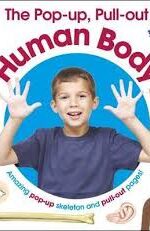 The pop-up, pull-out human body